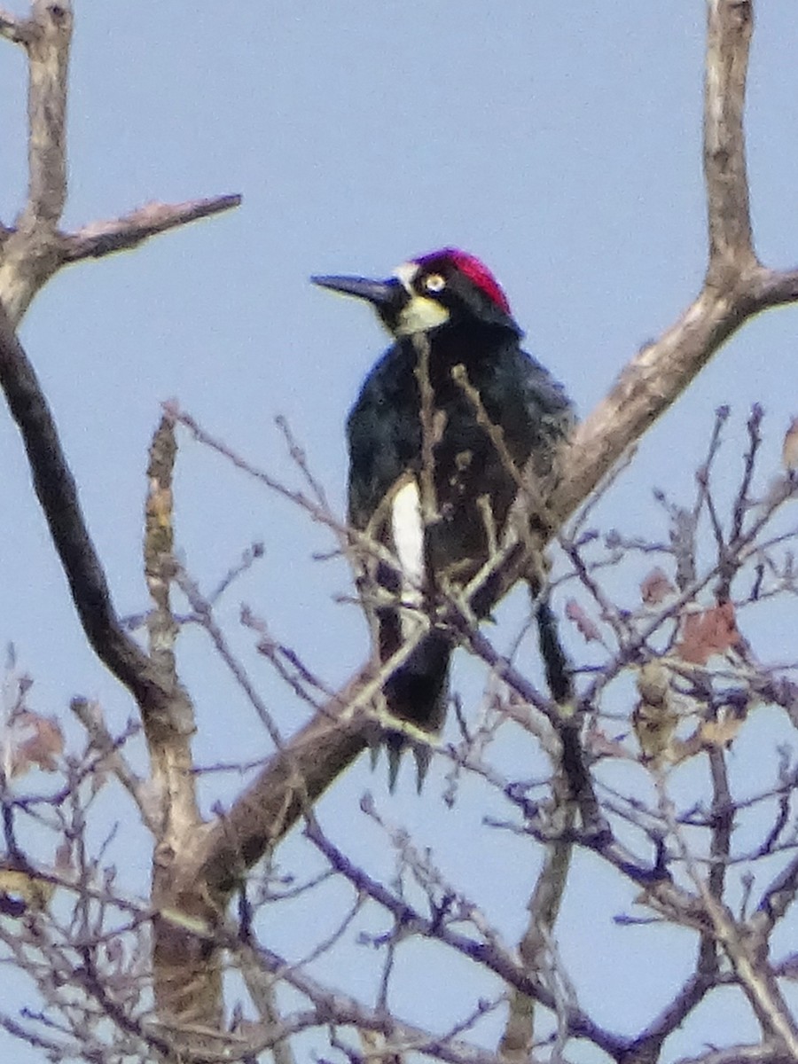 Acorn Woodpecker - ML646368265