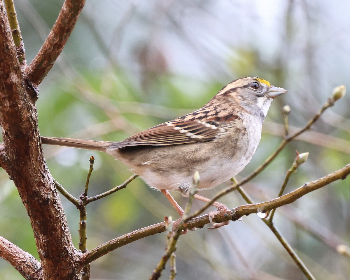 White-throated Sparrow - ML646368266