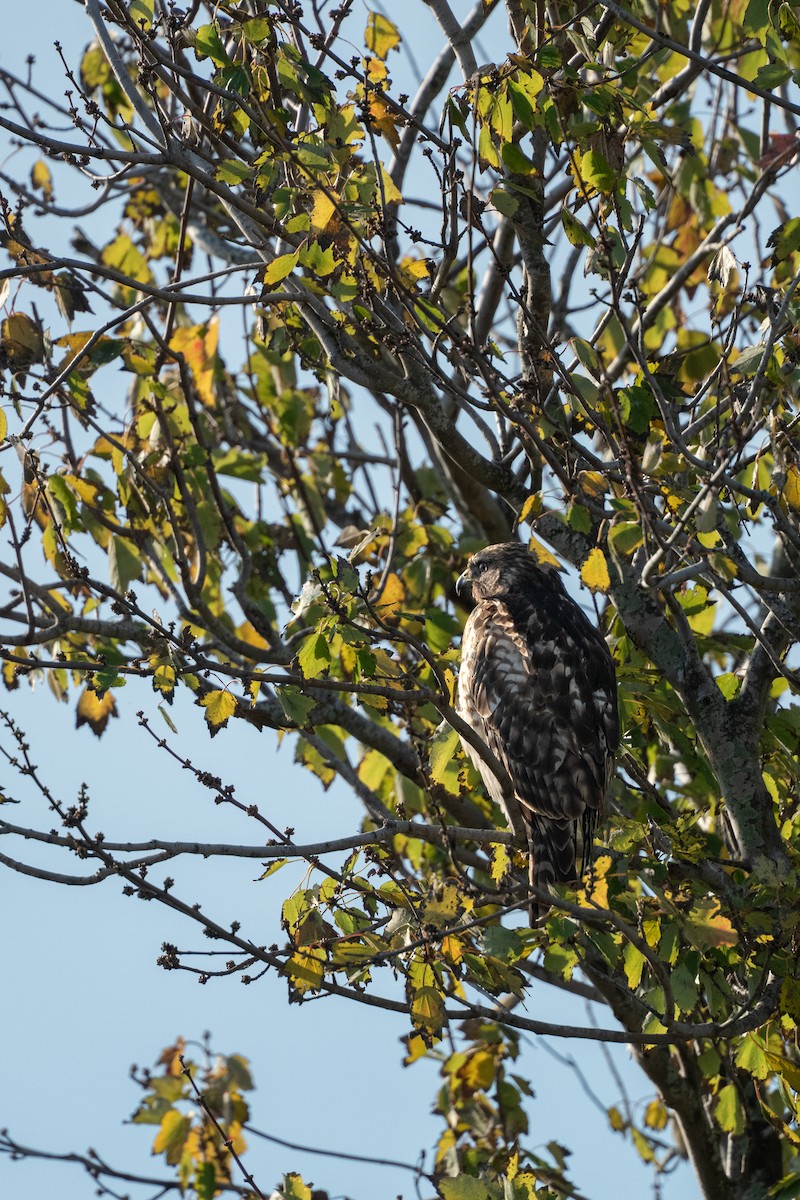 Red-shouldered Hawk - ML646368267