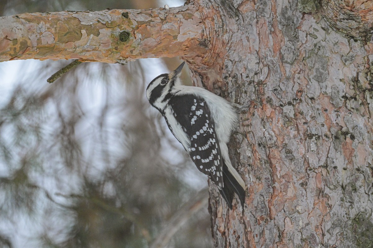 Hairy Woodpecker - ML646368268