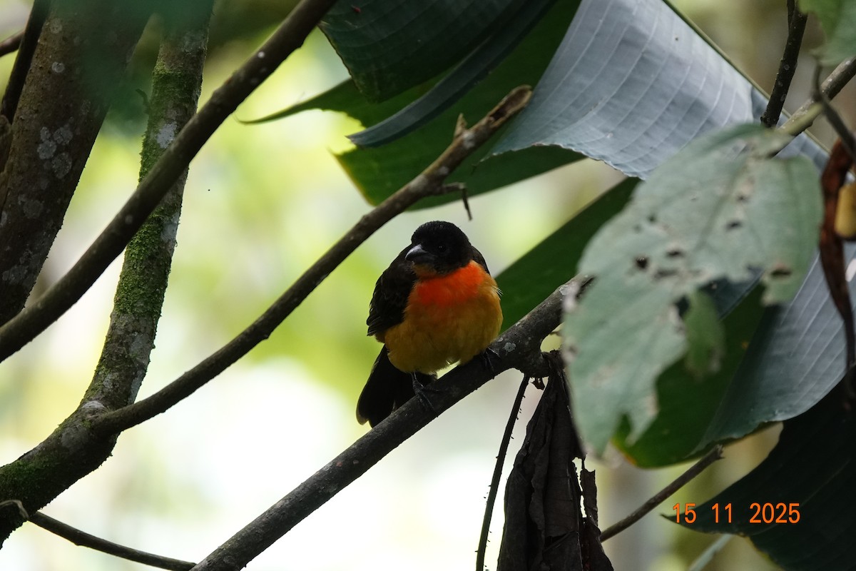 Flame-rumped Tanager - ML646368271