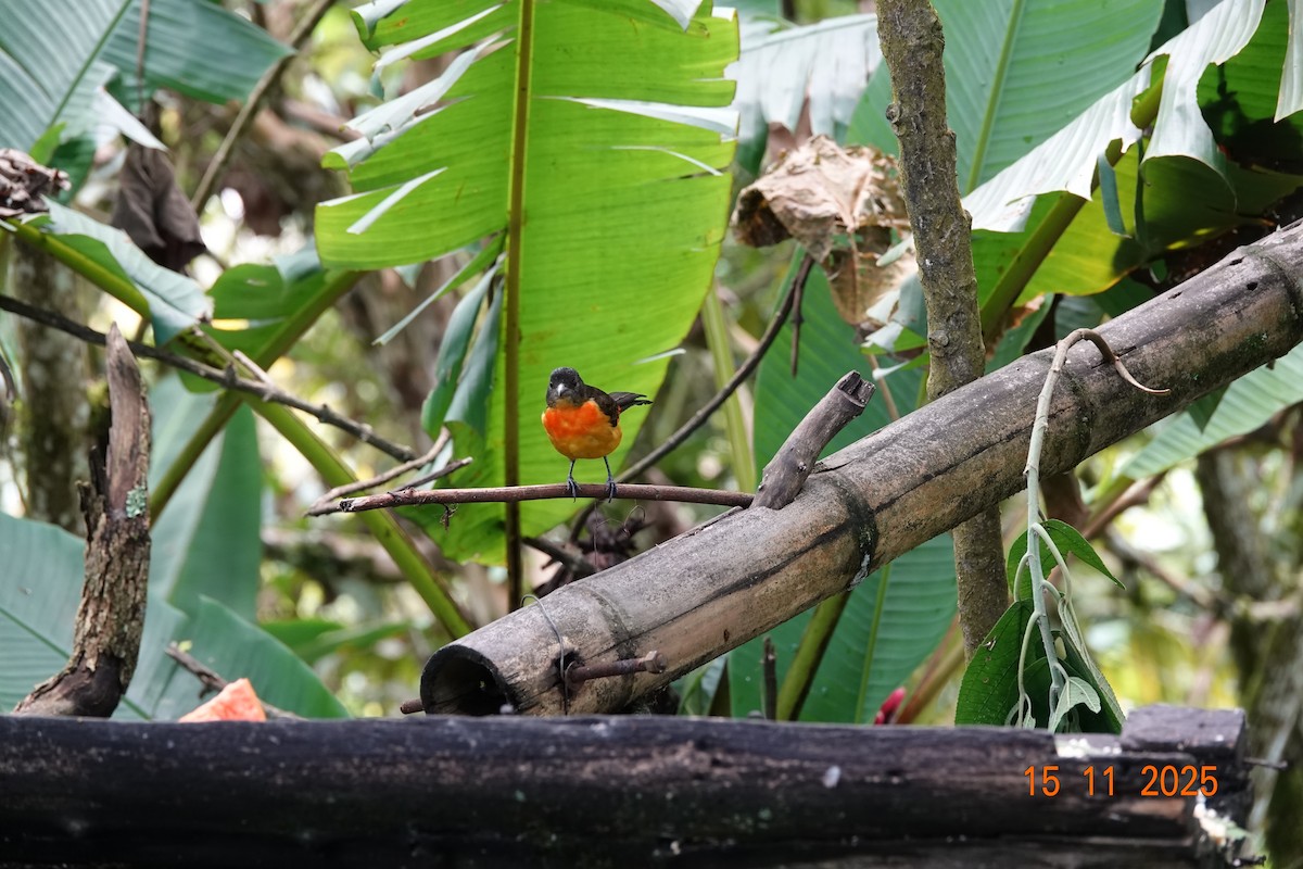Flame-rumped Tanager - ML646368274