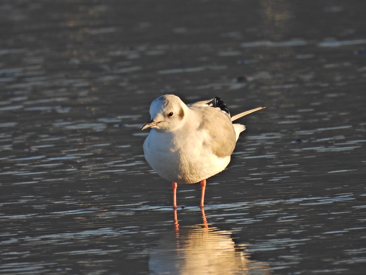 racek Bonapartův - ML646368276