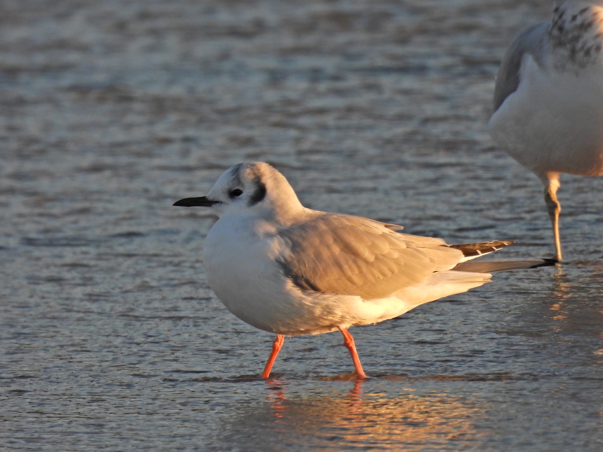 racek Bonapartův - ML646368277