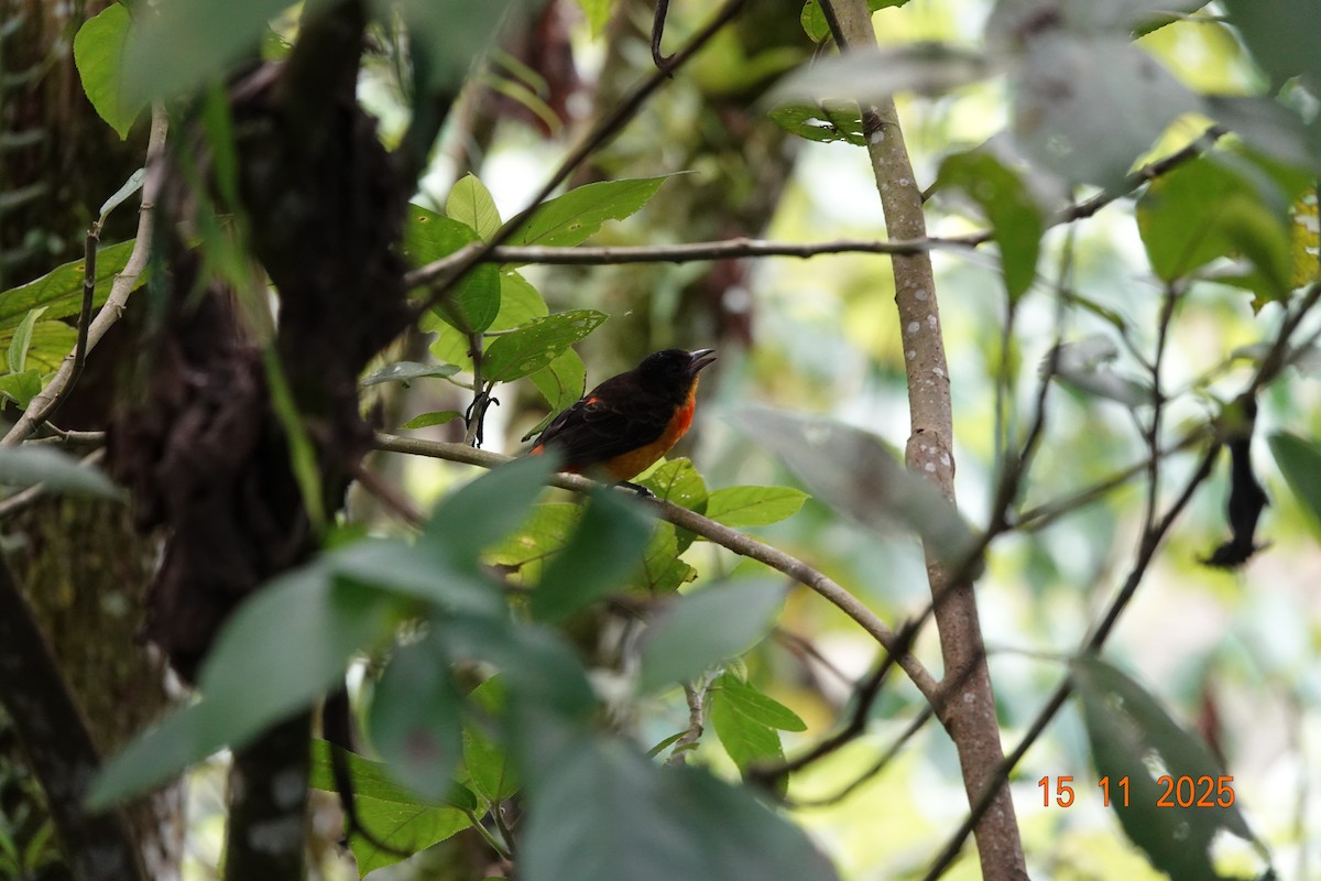 Flame-rumped Tanager - ML646368278