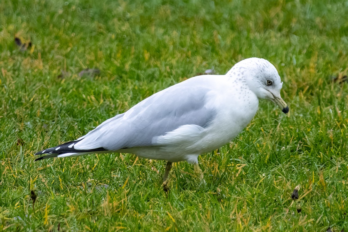 Ring-billed Gull - ML646368279