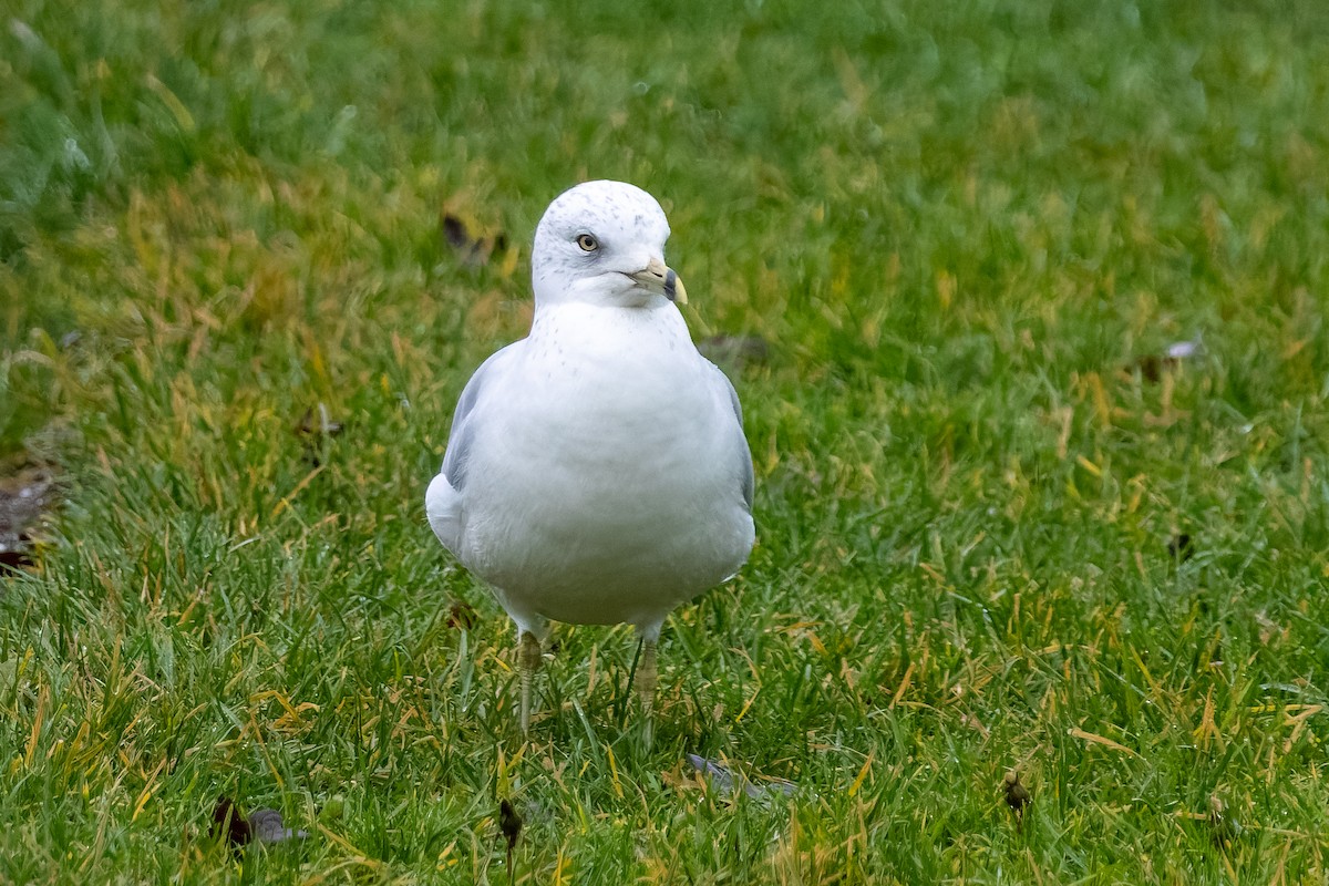 Ring-billed Gull - ML646368280