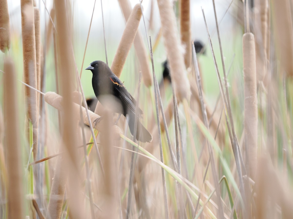 Red-winged Blackbird - ML646368281