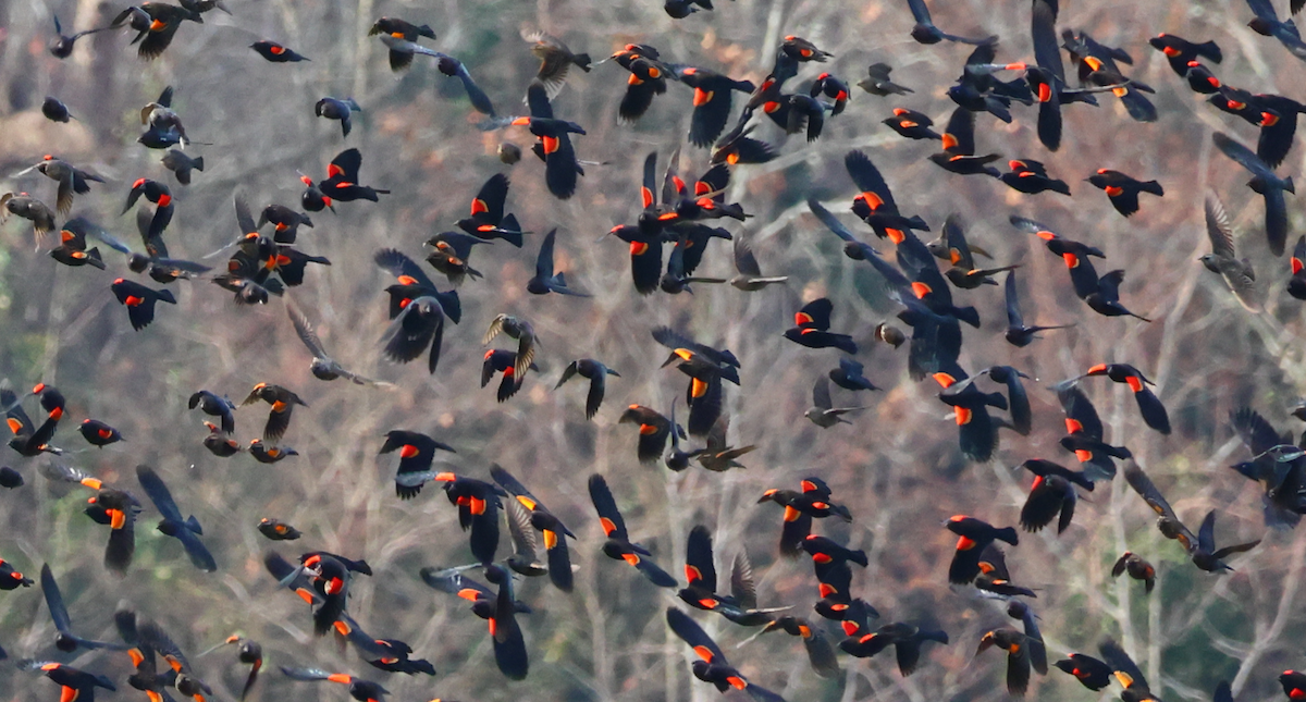 Red-winged Blackbird - ML646368288