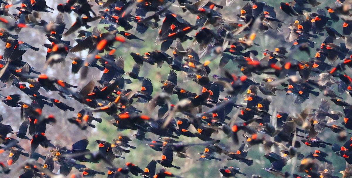 Red-winged Blackbird - ML646368290