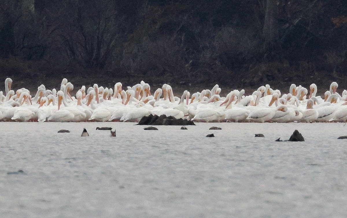 American White Pelican - ML646368292