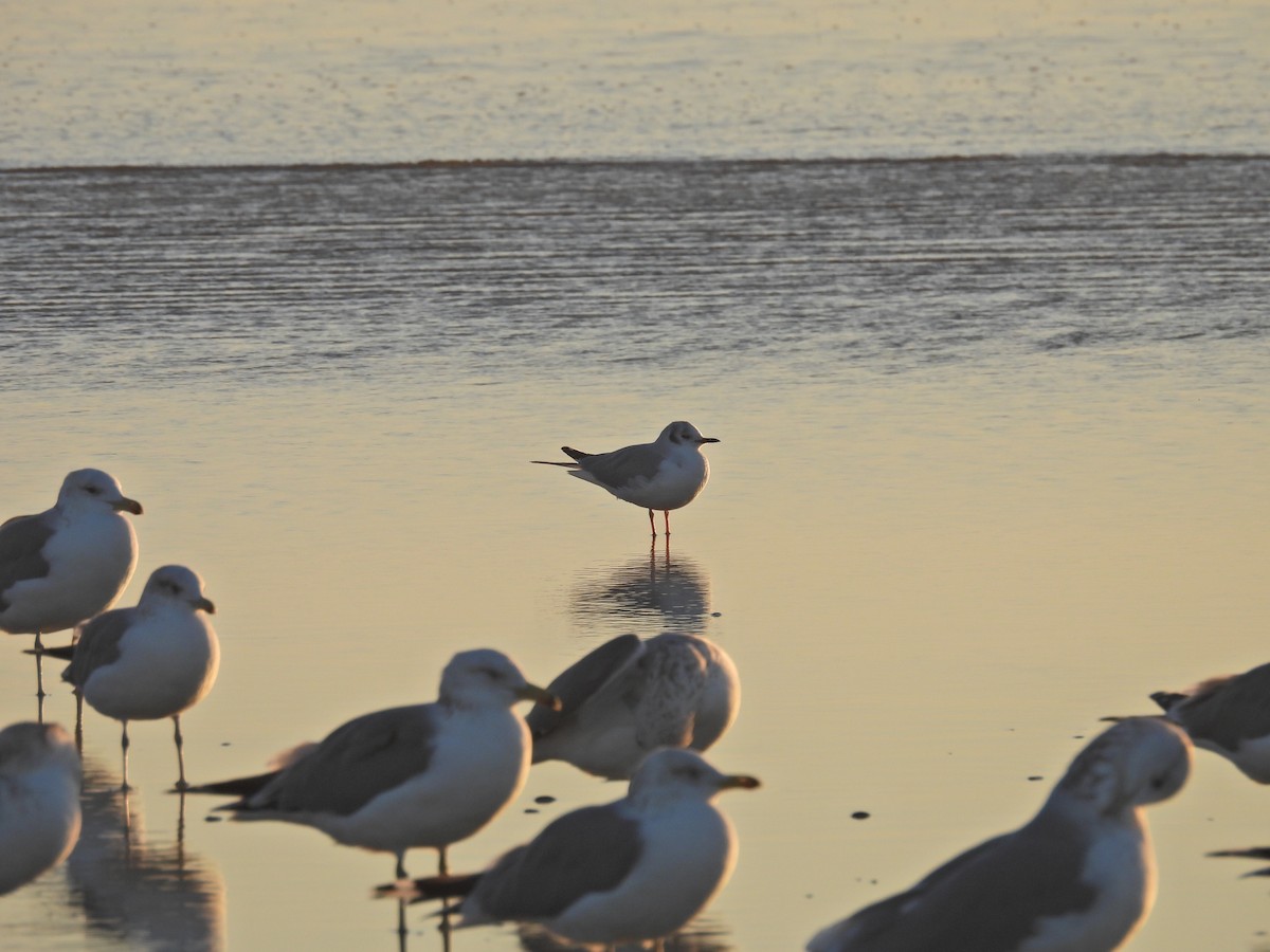 racek Bonapartův - ML646368295