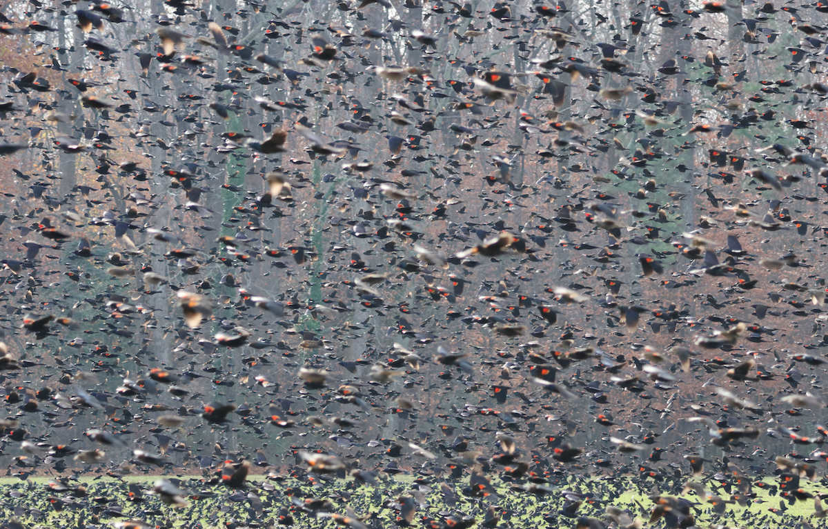 Red-winged Blackbird - ML646368296