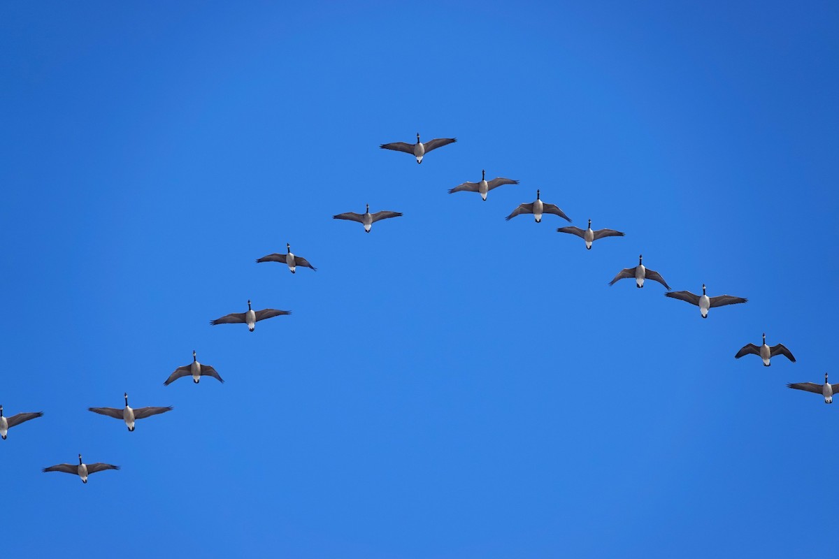 Canada Goose - ML646368298