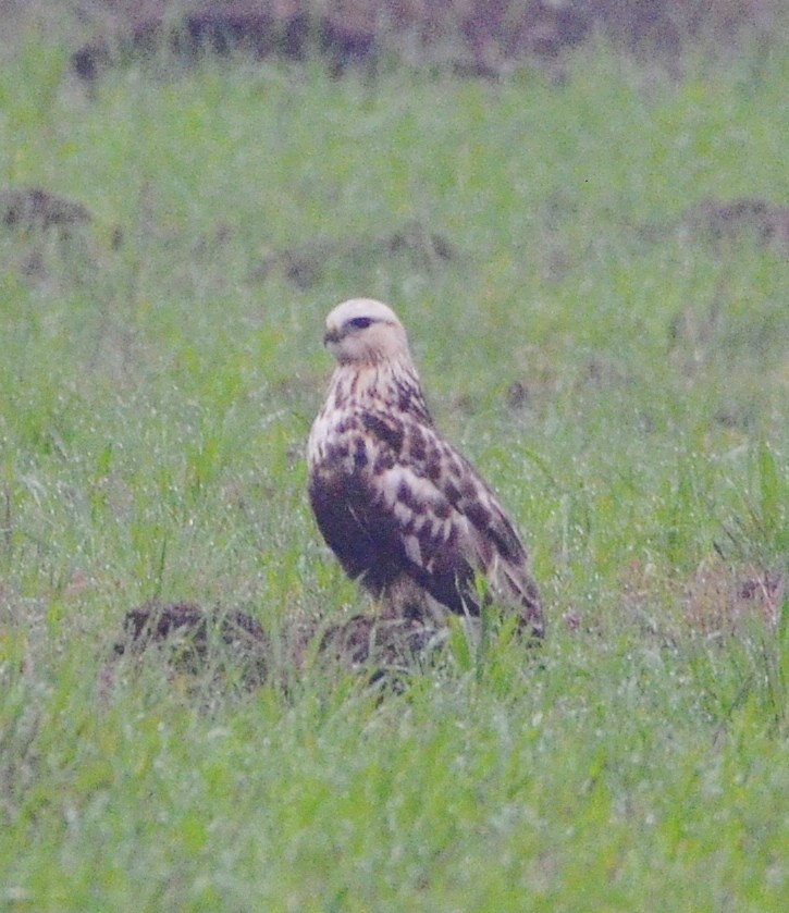 Rough-legged Hawk - ML646368300
