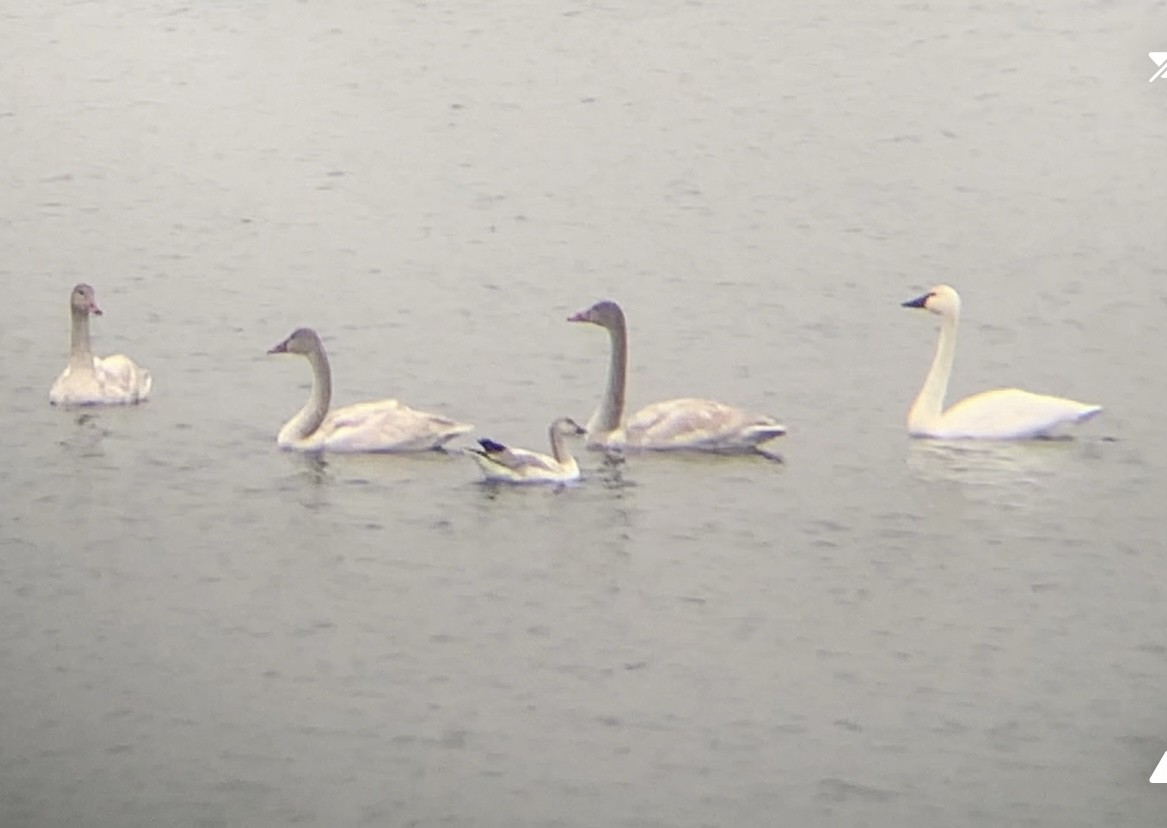 Tundra Swan - ML646368301