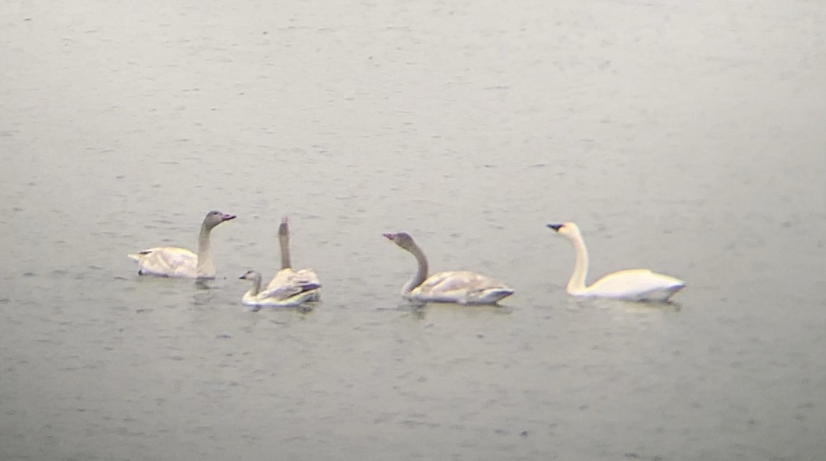 Tundra Swan - ML646368302