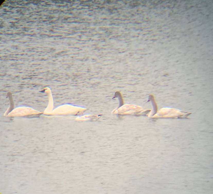 Tundra Swan - ML646368303