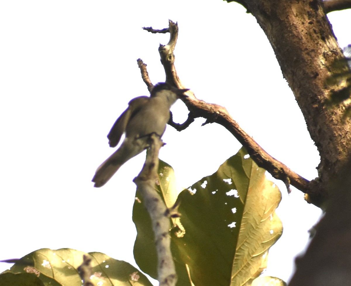 Loggerhead Kingbird (Puerto Rico) - ML646368307