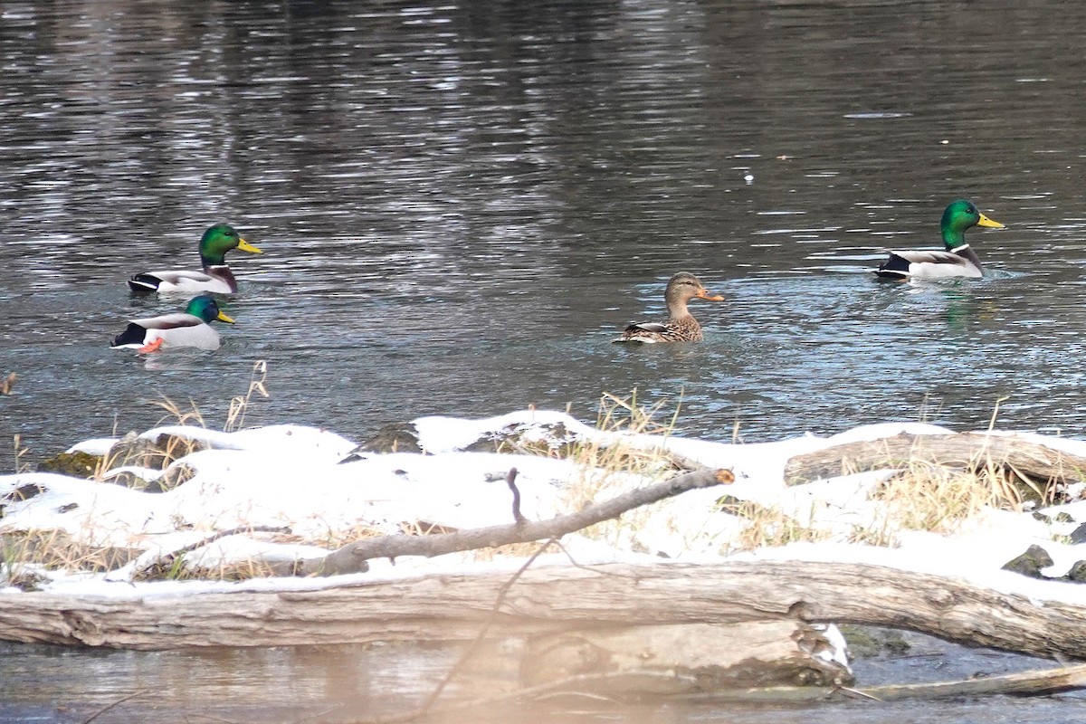 Mallard - ML646368313