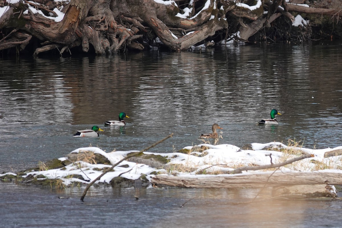 Mallard - ML646368314