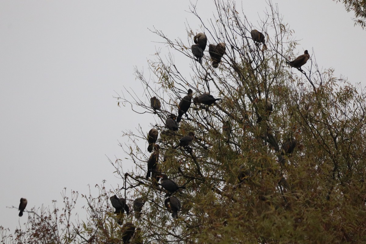 totoppskarv - ML646368317