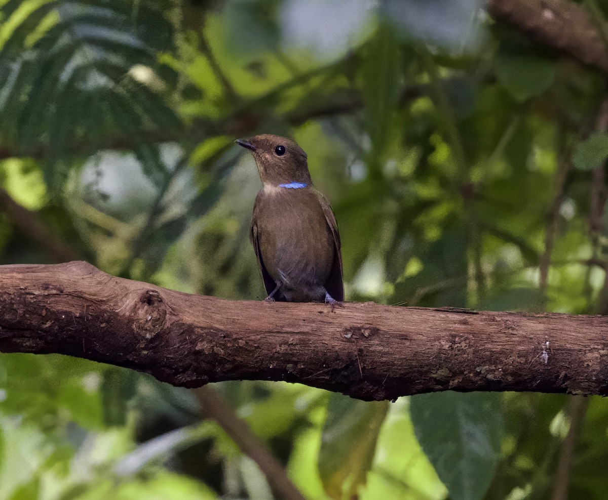 Large Niltava - ML646368318