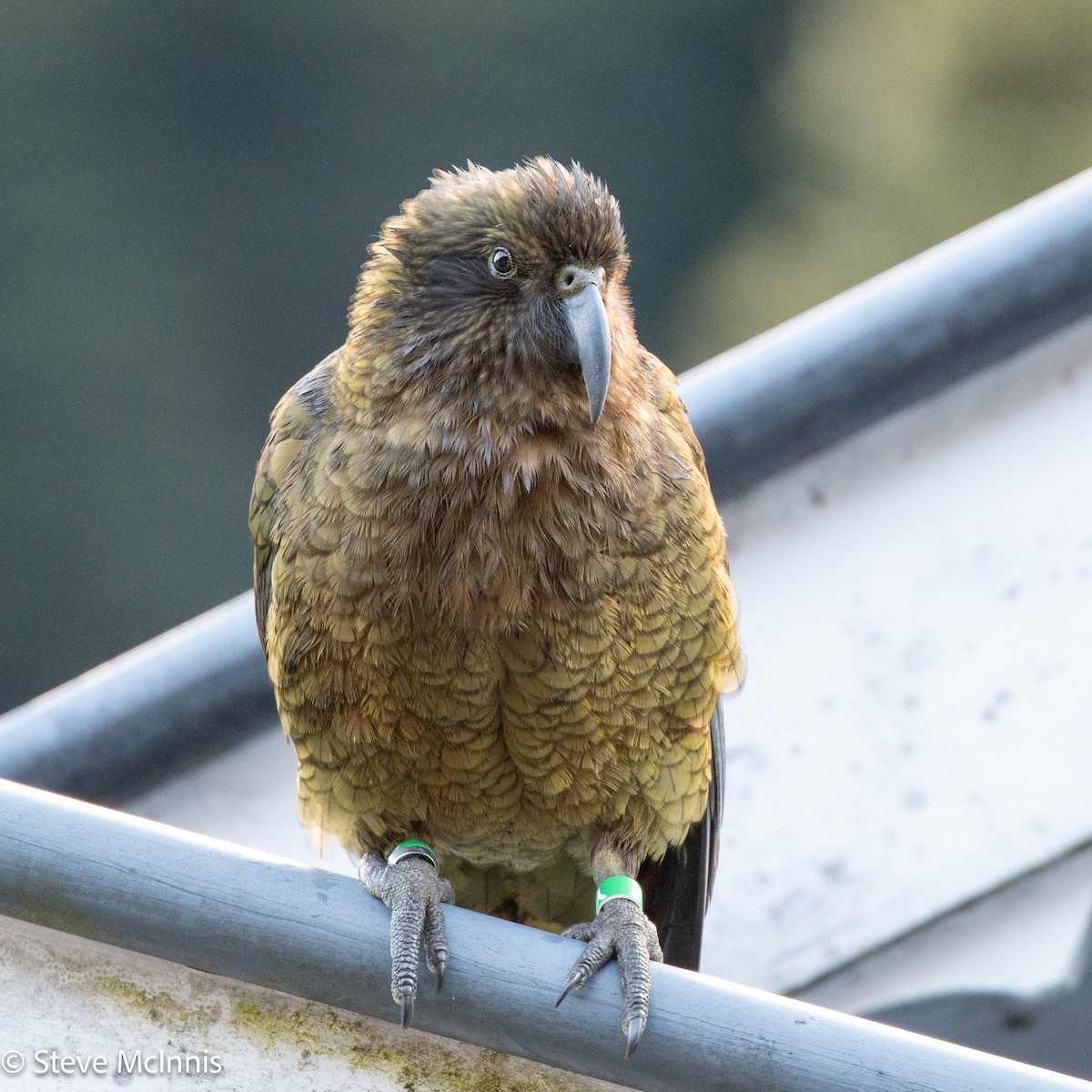 kea - ML646368320