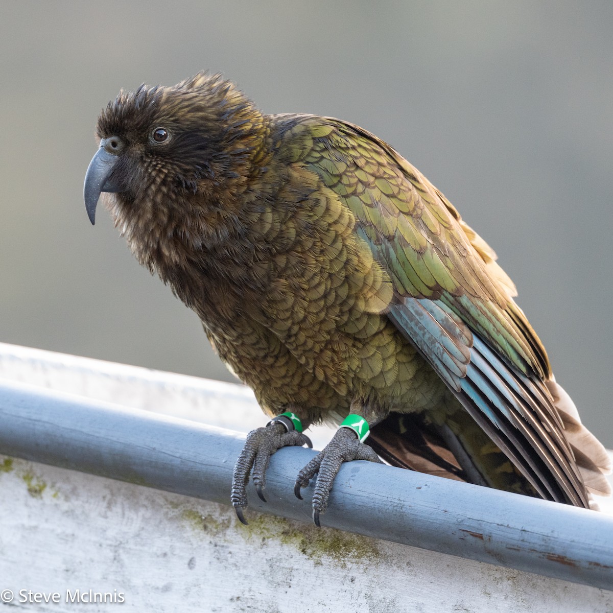 kea - ML646368321