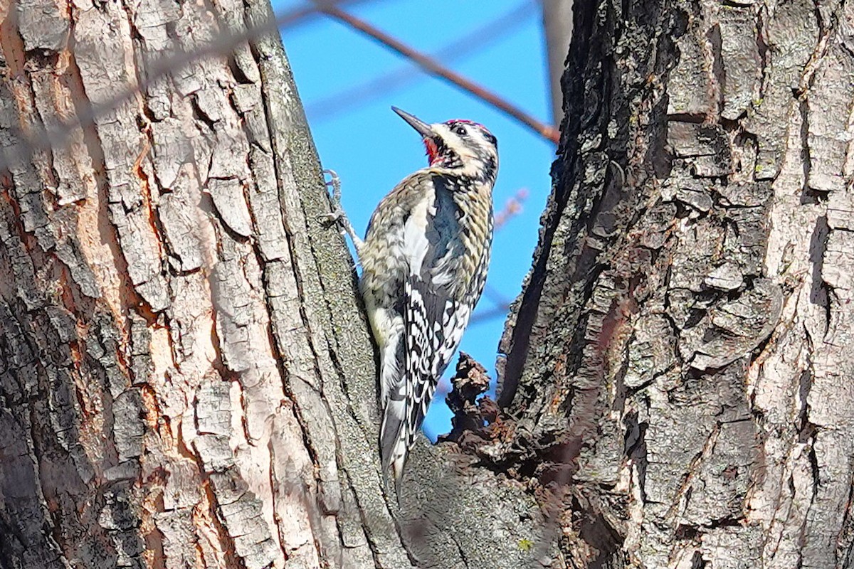 Yellow-bellied Sapsucker - ML646368323