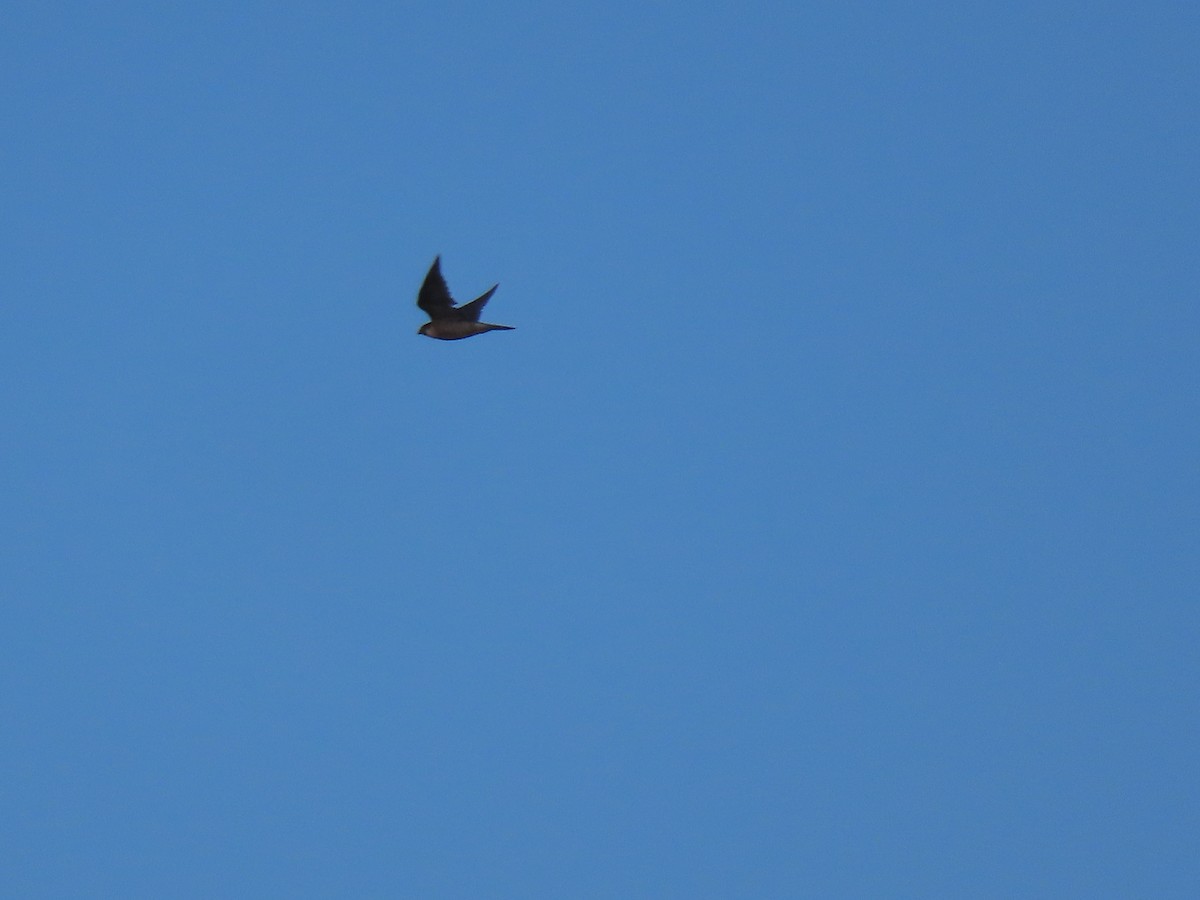 Peregrine Falcon - ML646368324