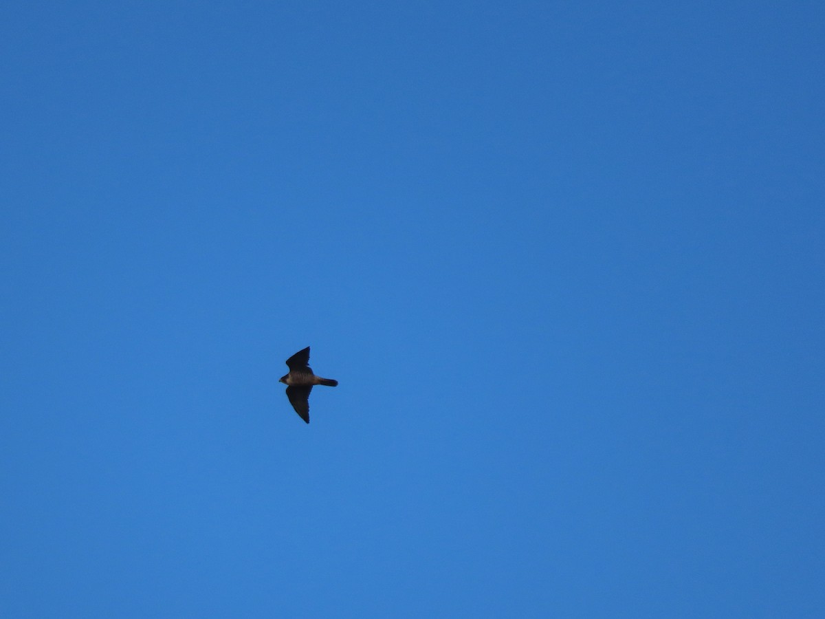 Peregrine Falcon - ML646368325