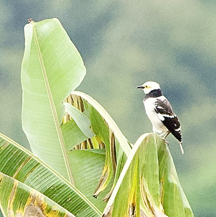 Шпак чорношиїй - ML646368326