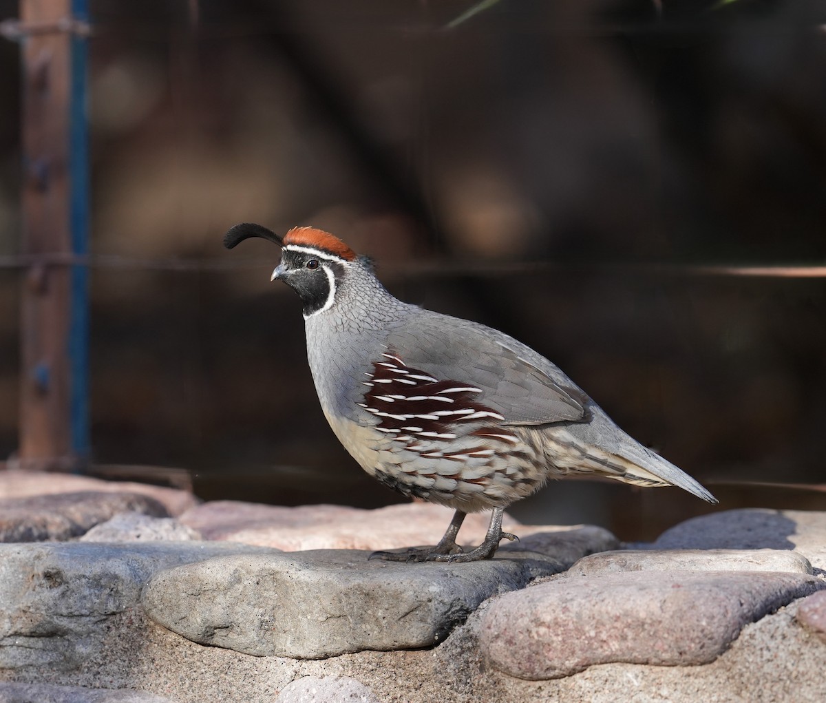 Gambel's Quail - ML646368330
