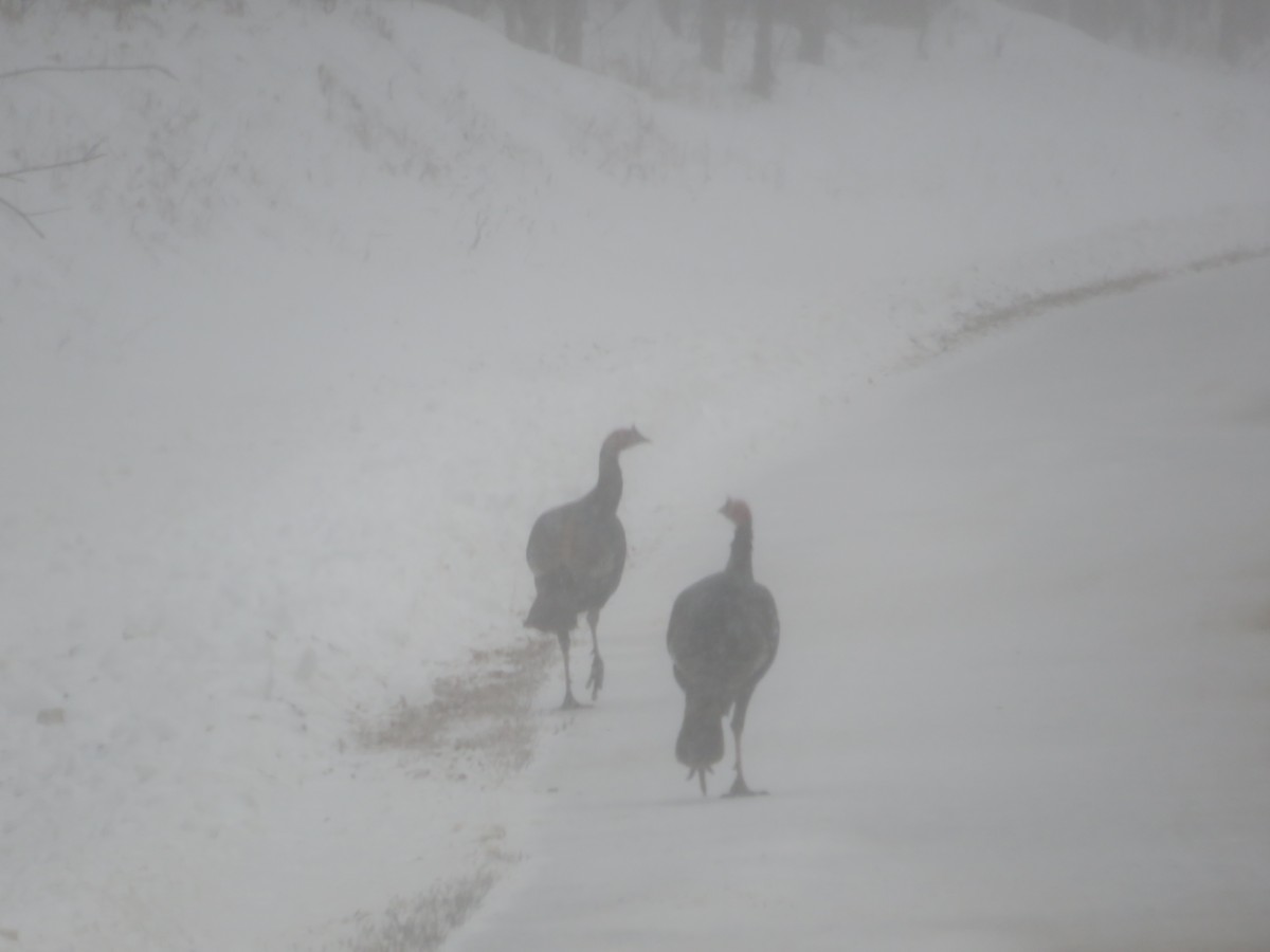 Wild Turkey - ML646368331