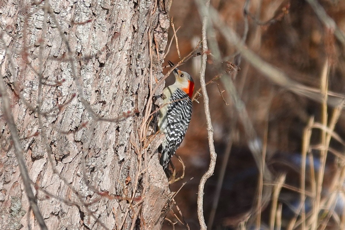 Red-bellied Woodpecker - ML646368332