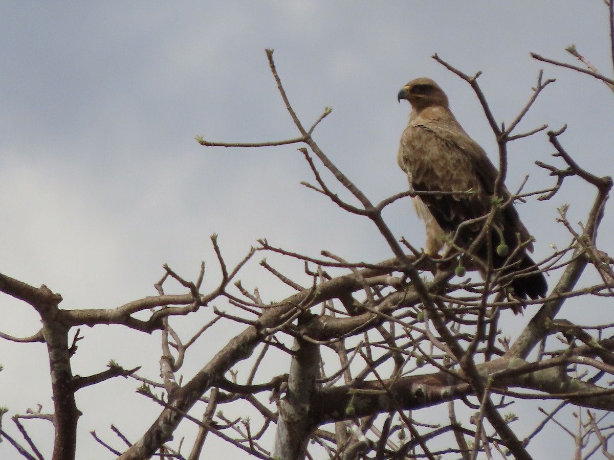 Tawny Eagle - ML646368342