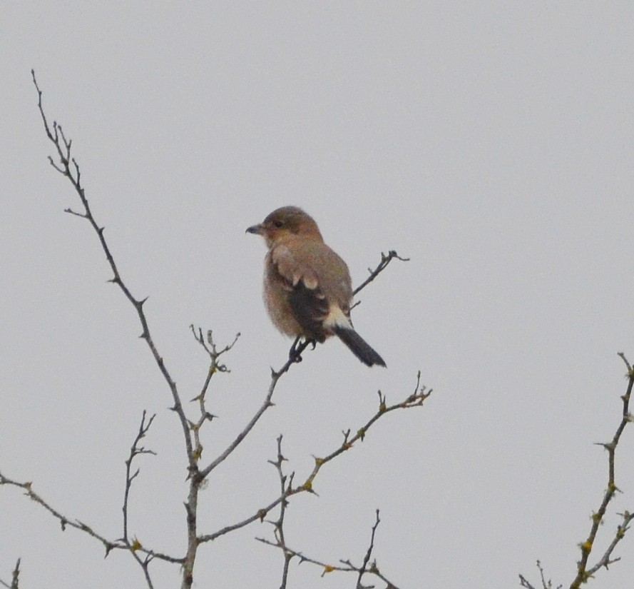Northern Shrike - ML646368345