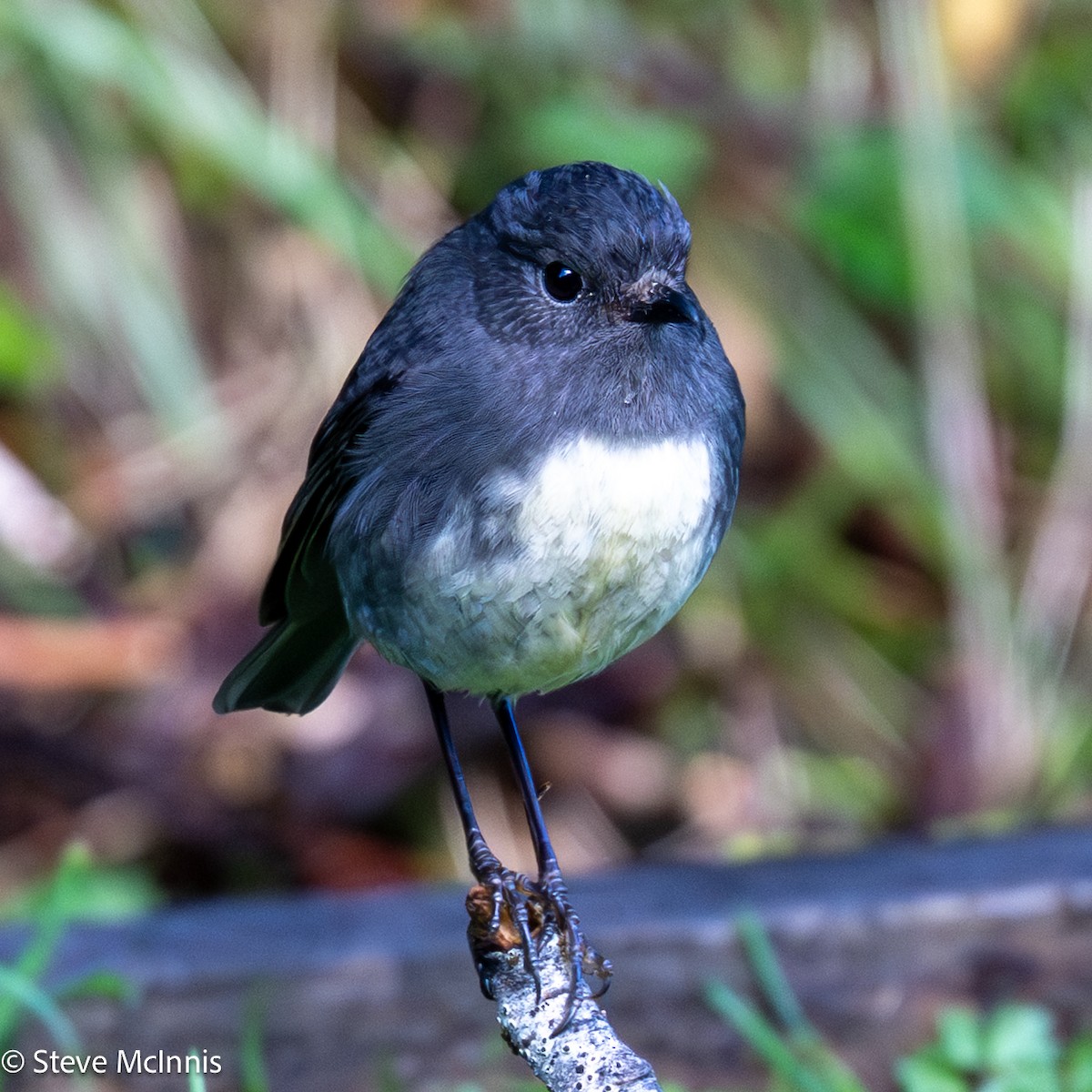 sørøyflueskvett - ML646368347