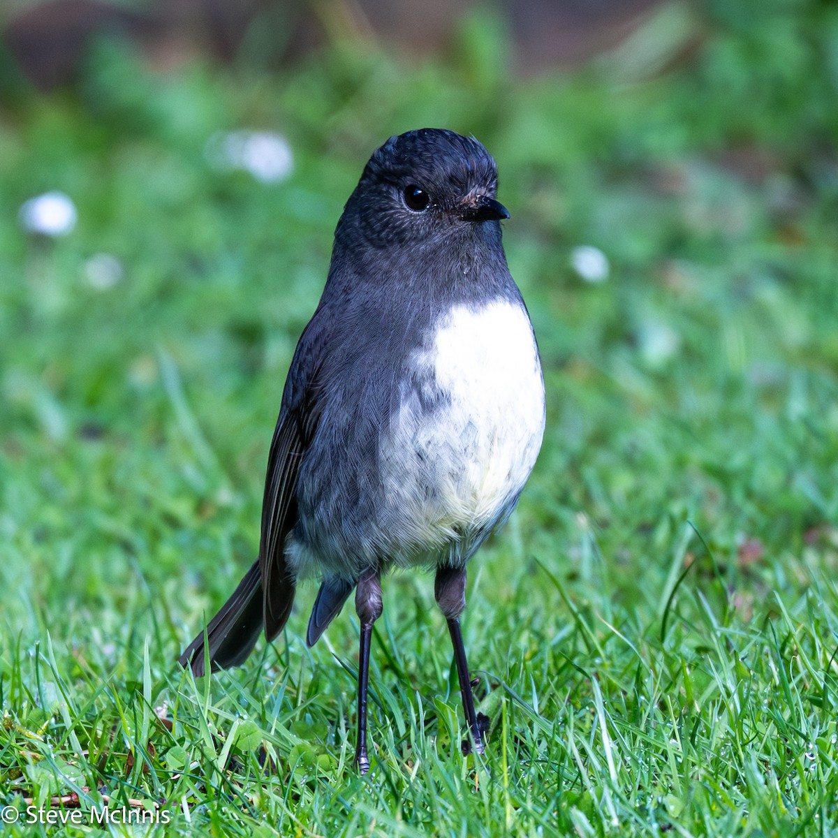 sørøyflueskvett - ML646368348