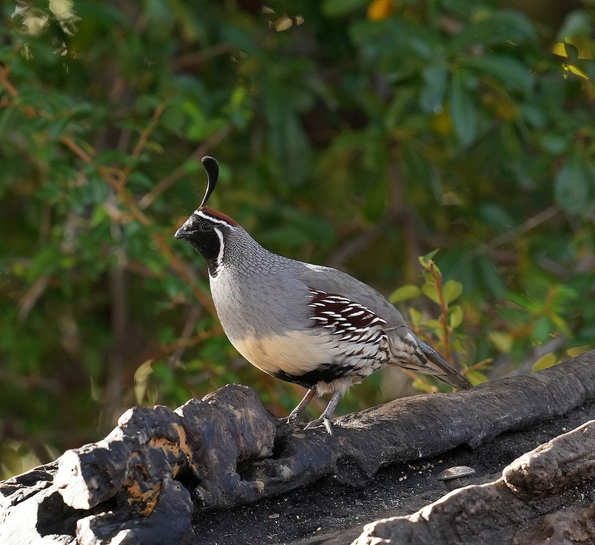 Gambel's Quail - ML646368359