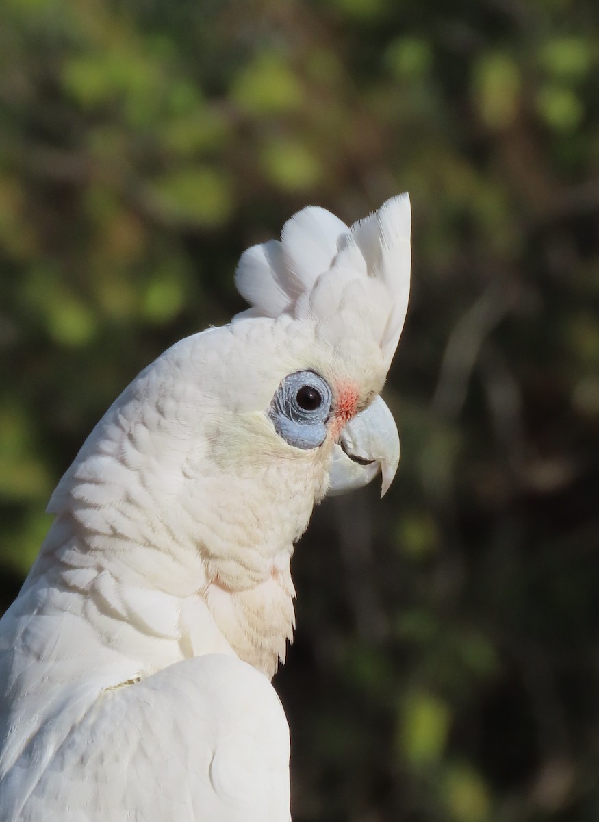 Little Corella - ML646368360