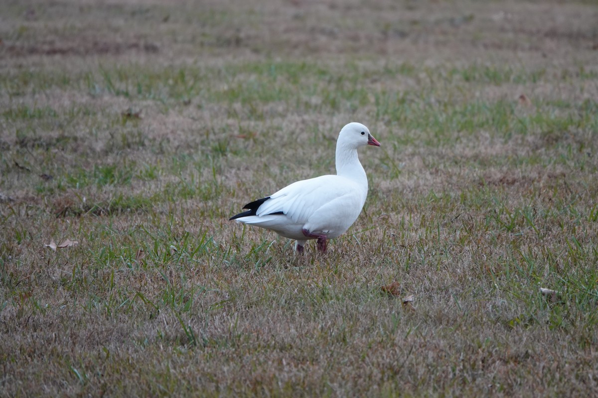 Ross's Goose - ML646368361