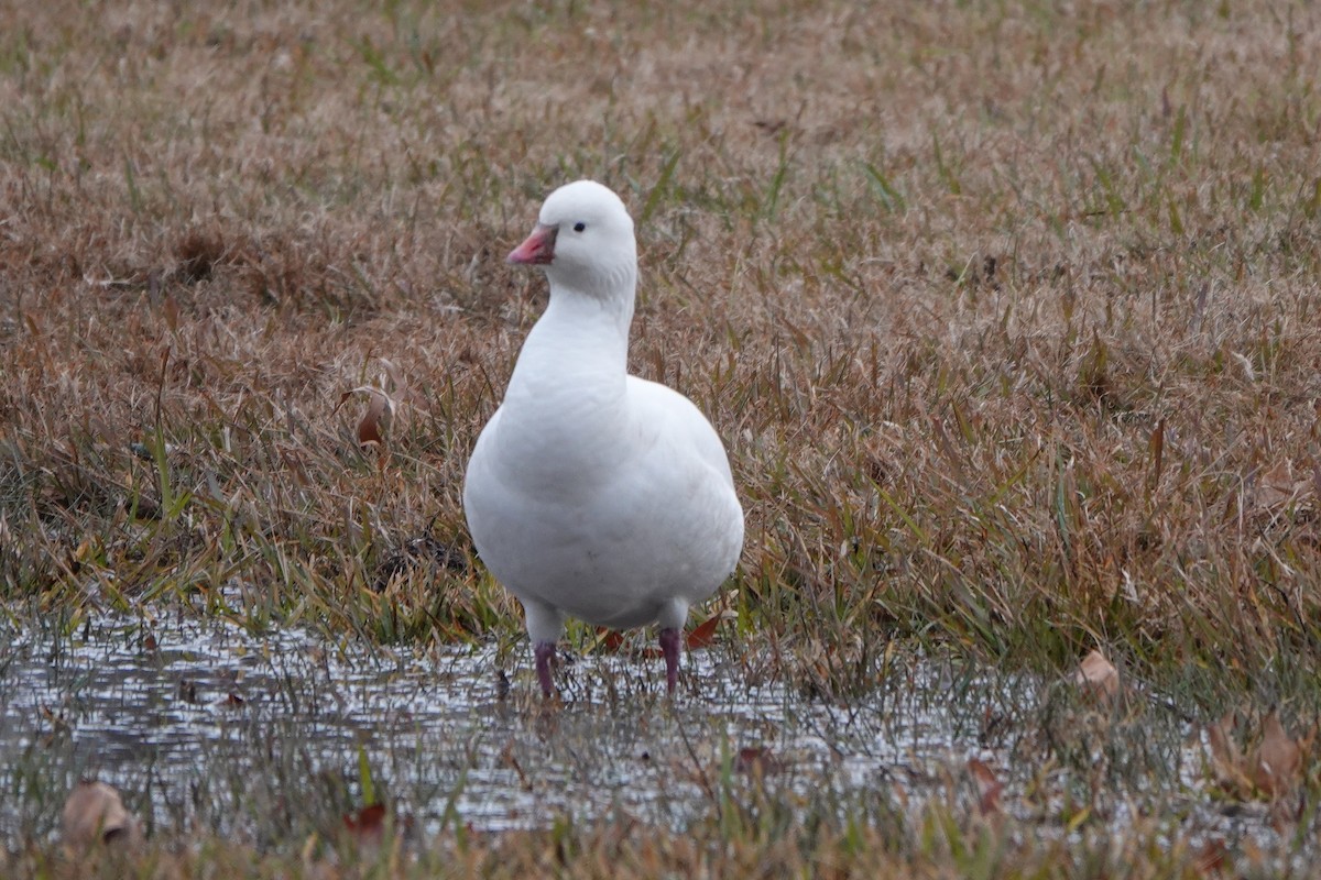 Ross's Goose - ML646368362