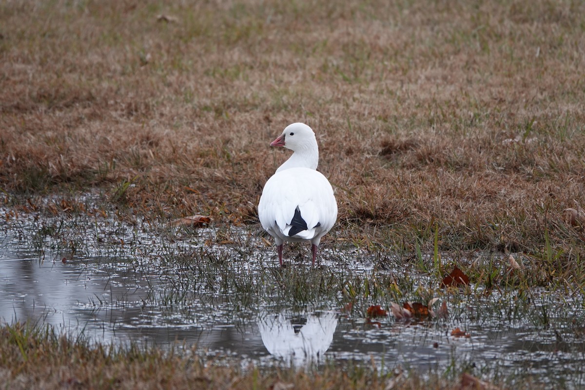 Ross's Goose - ML646368363