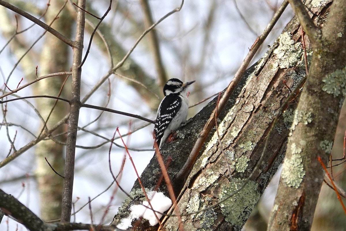 Hairy Woodpecker - ML646368364