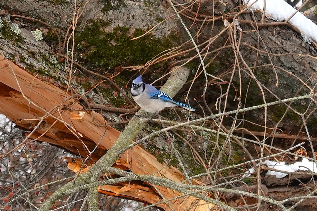 Blue Jay - ML646368366
