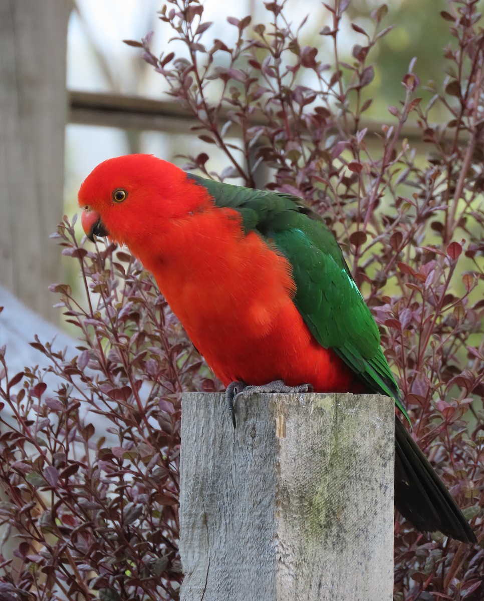 Australian King-Parrot - ML646368367