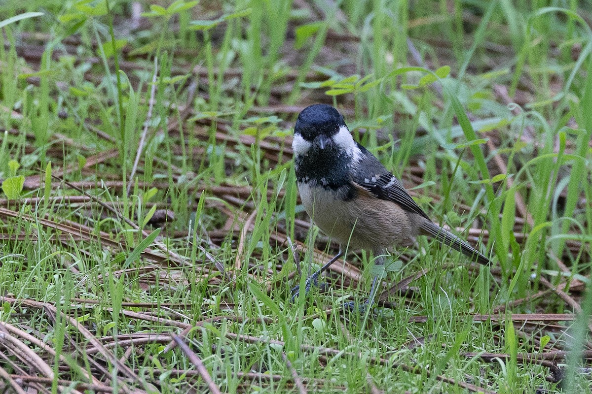 Coal Tit - ML646368371