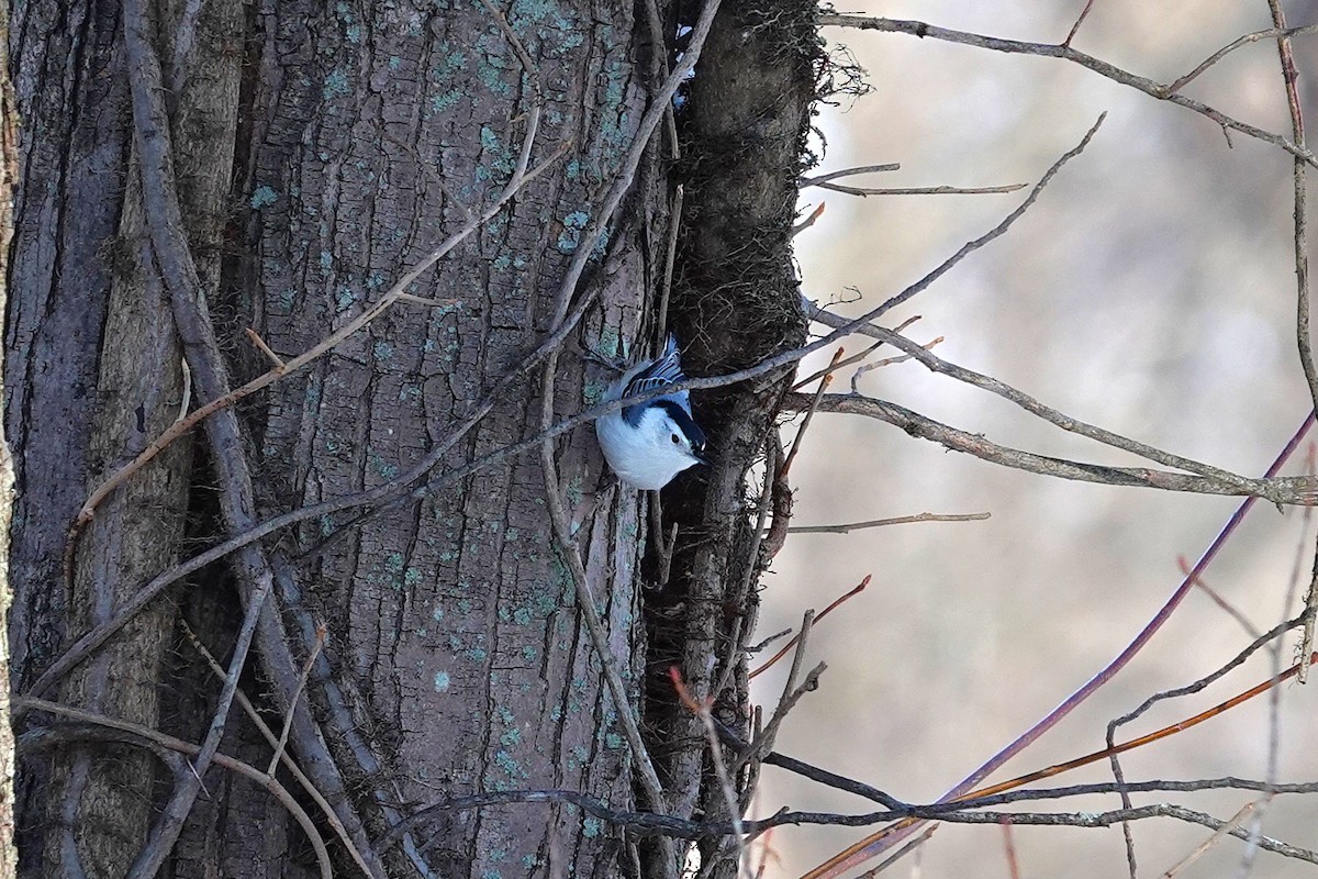 White-breasted Nuthatch - ML646368372